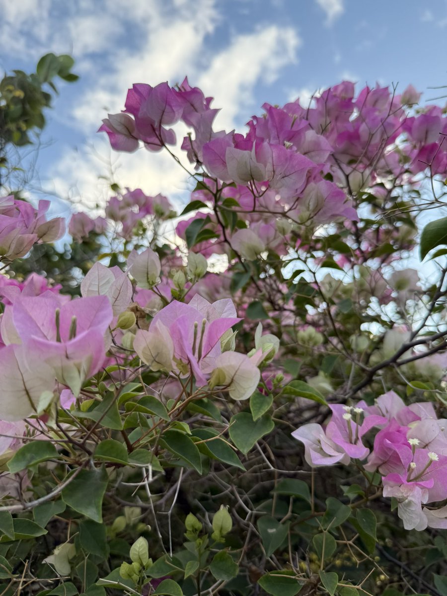 Garden still full of summer colour. Thankful that Erin only brushed past us (and other islands, no landfall). These are from a couple days ago, haven’t yet gone in the garden, post storm, the roses petals are probably blown off! #roses #flowers #gardening