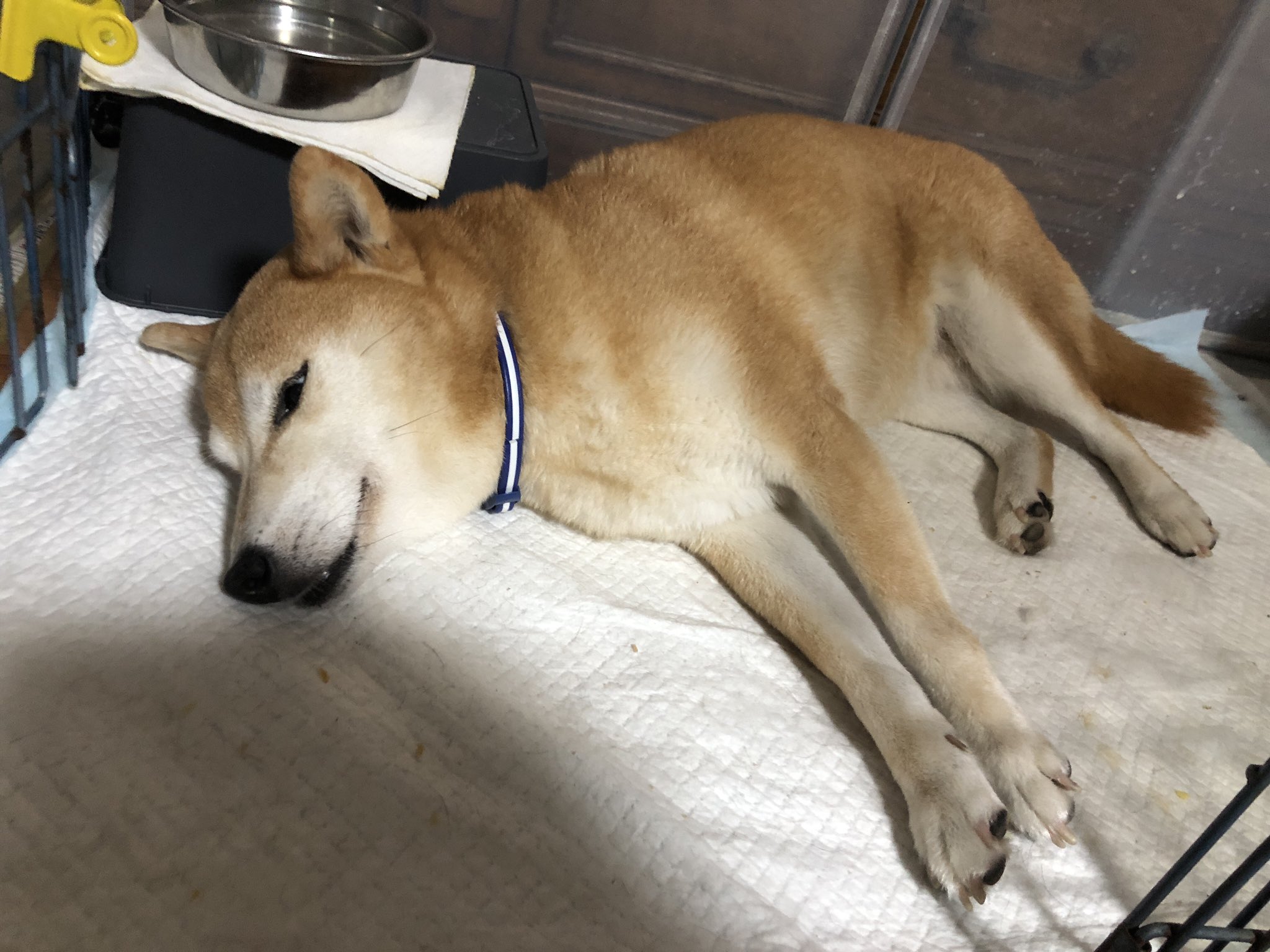 あっちゃん (@acchan5150) / X