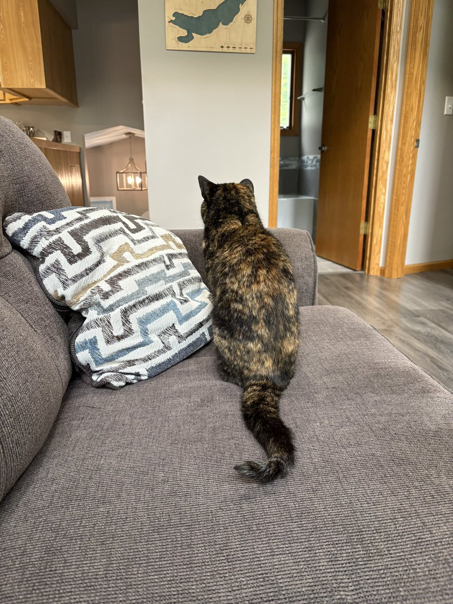 Who’s going to come up the stairs and provide my treats? Waiting.