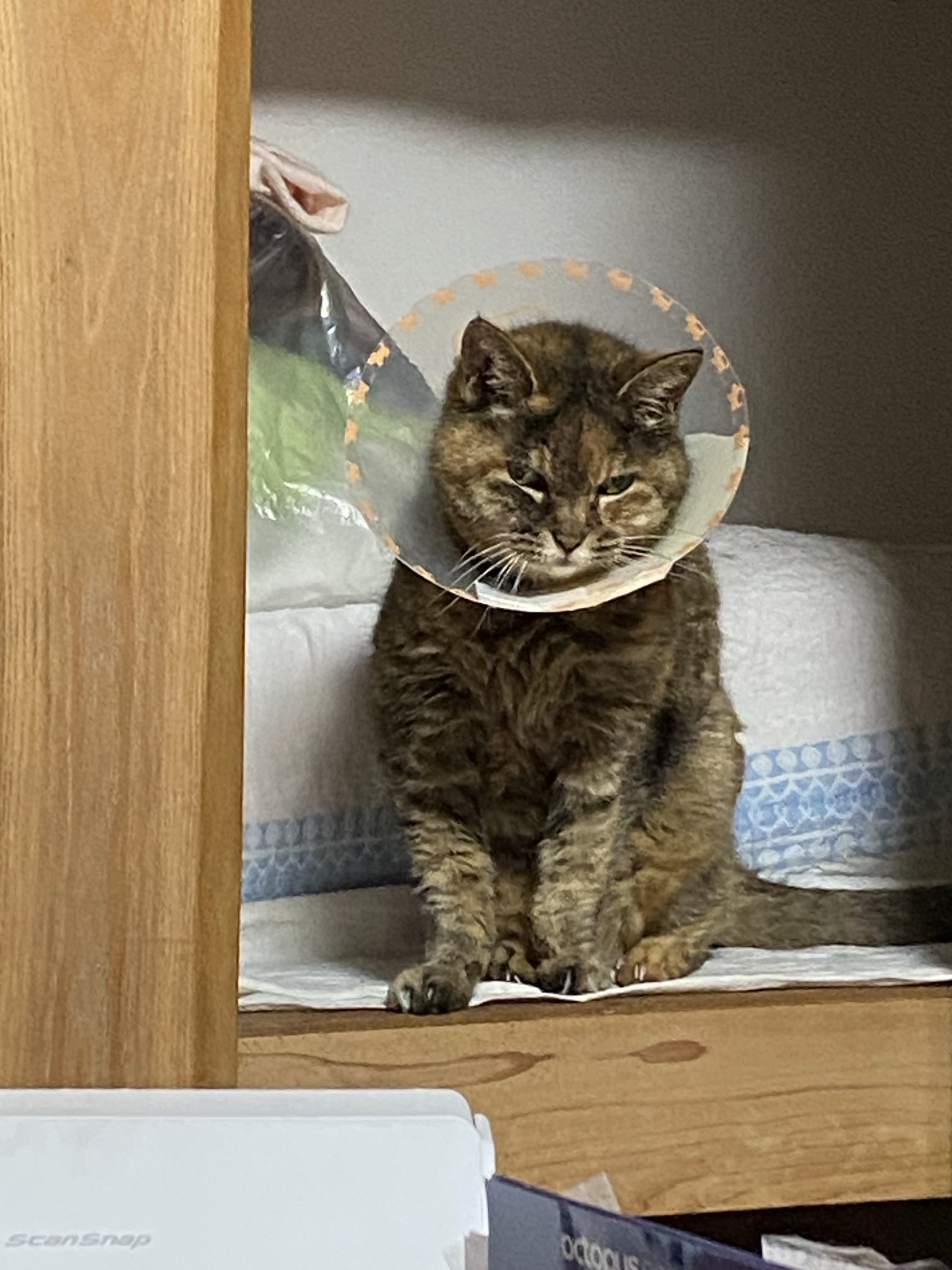 ねこ先輩 on X: 