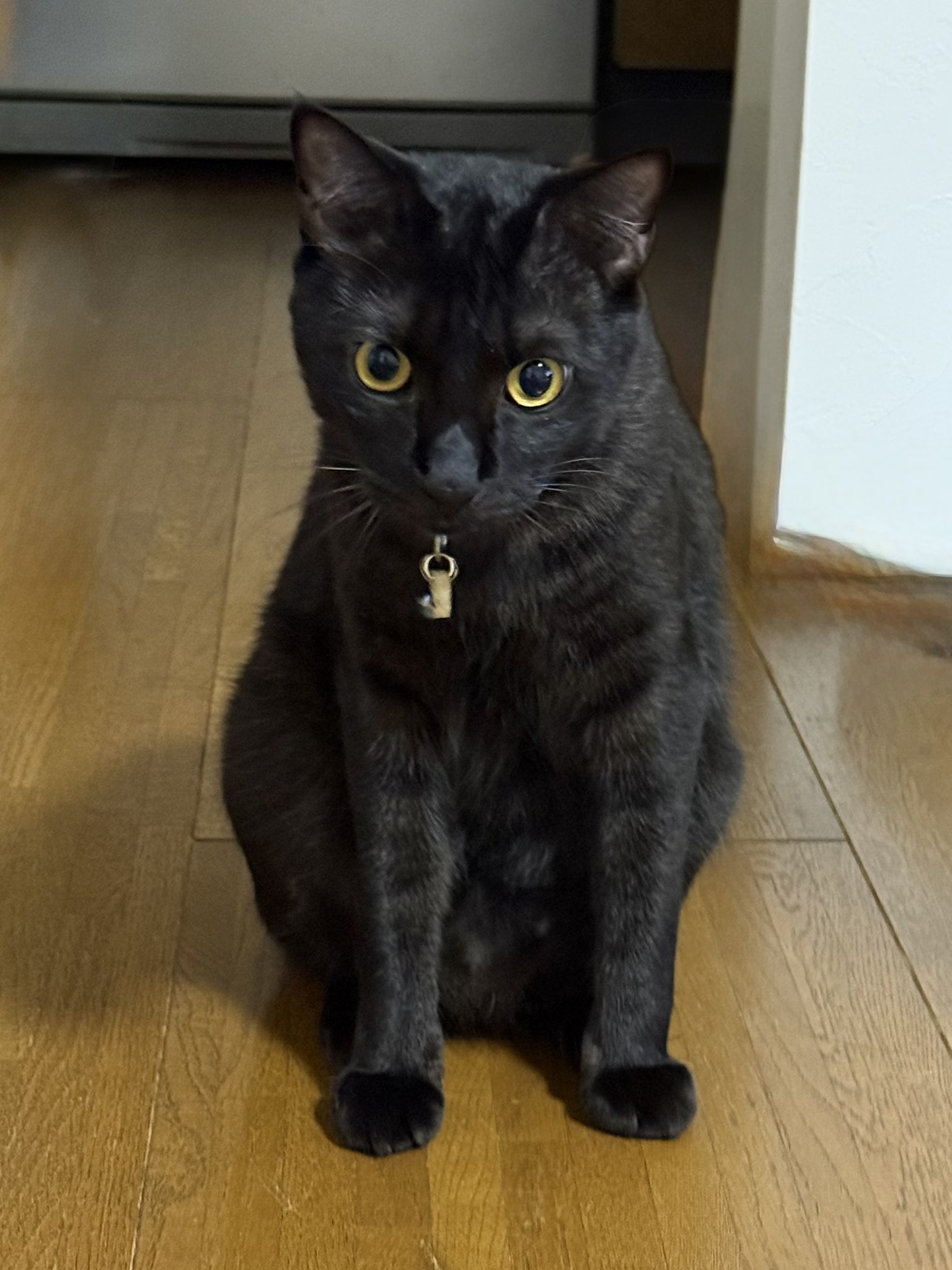 黒猫 ケーセン ネコ テディベアオブウィットニー