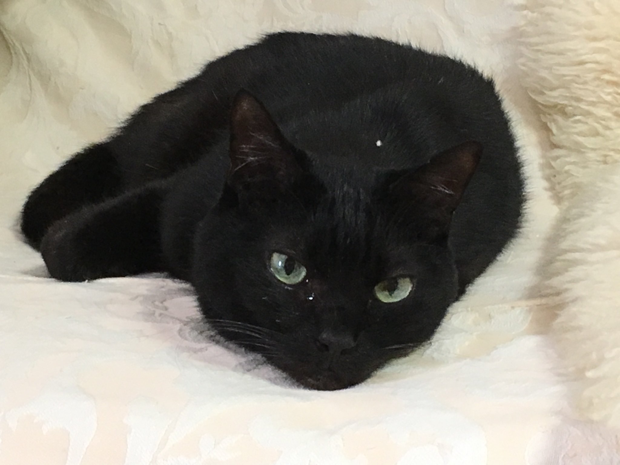 黒猫　3点 囀る三毛猫 on X: 