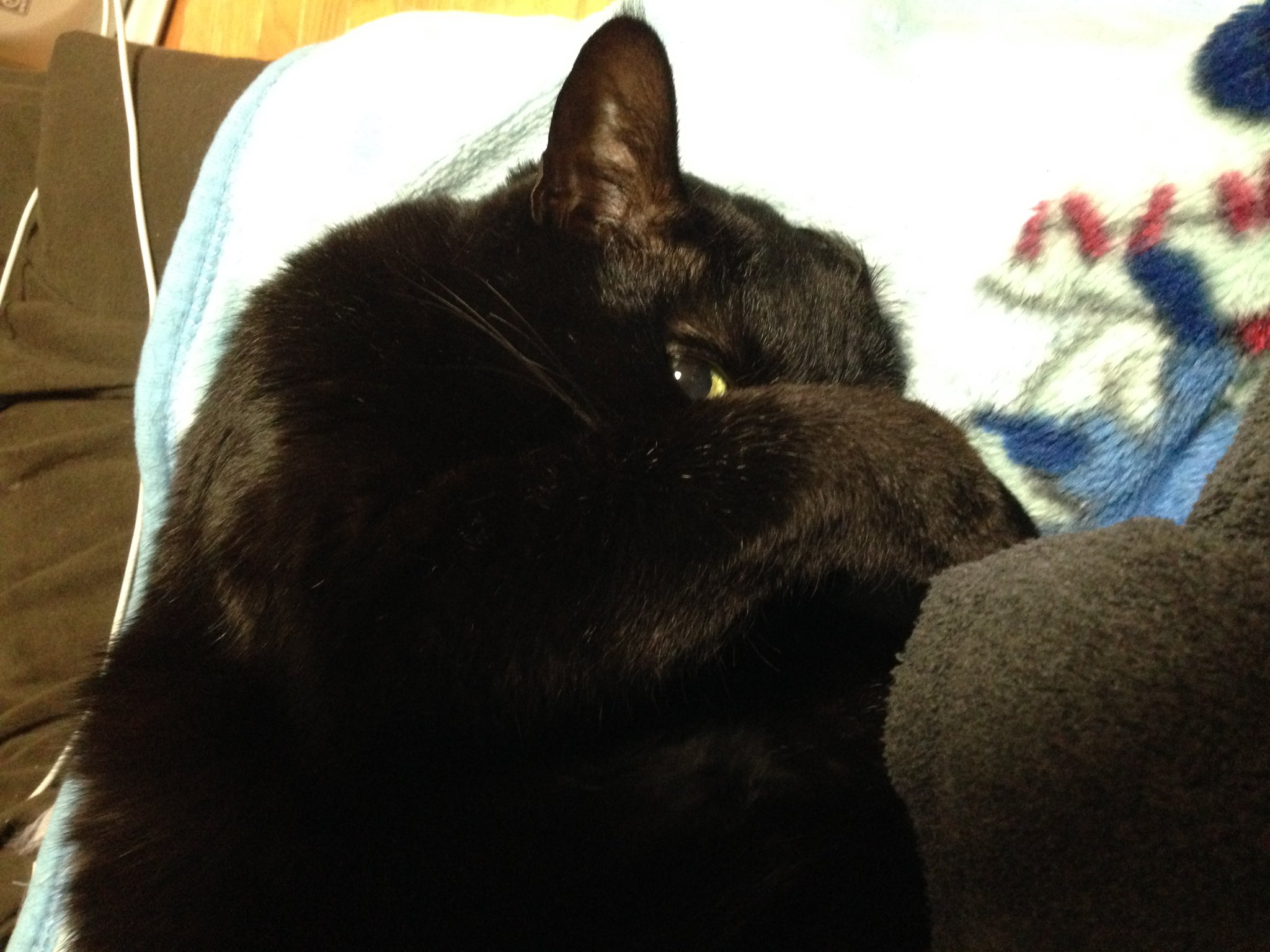 黒猫様 ぼらぼら@ ( ˘ω˘ ) on X: 