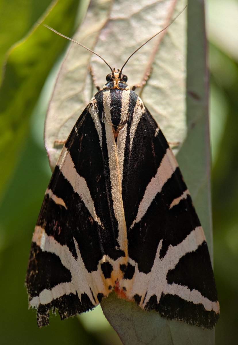 Caron Blay tweet media