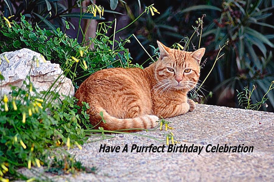 Please check out my collection of unique Greeting Cards, available to purchase through my Pixels website for Birthdays, Christmas, Easter, Thanks, and other occasions as a single card or in packs of 10 or 25 cards for even larger savings. 

john-hughes-photographic.pixels.com/collections/gr…