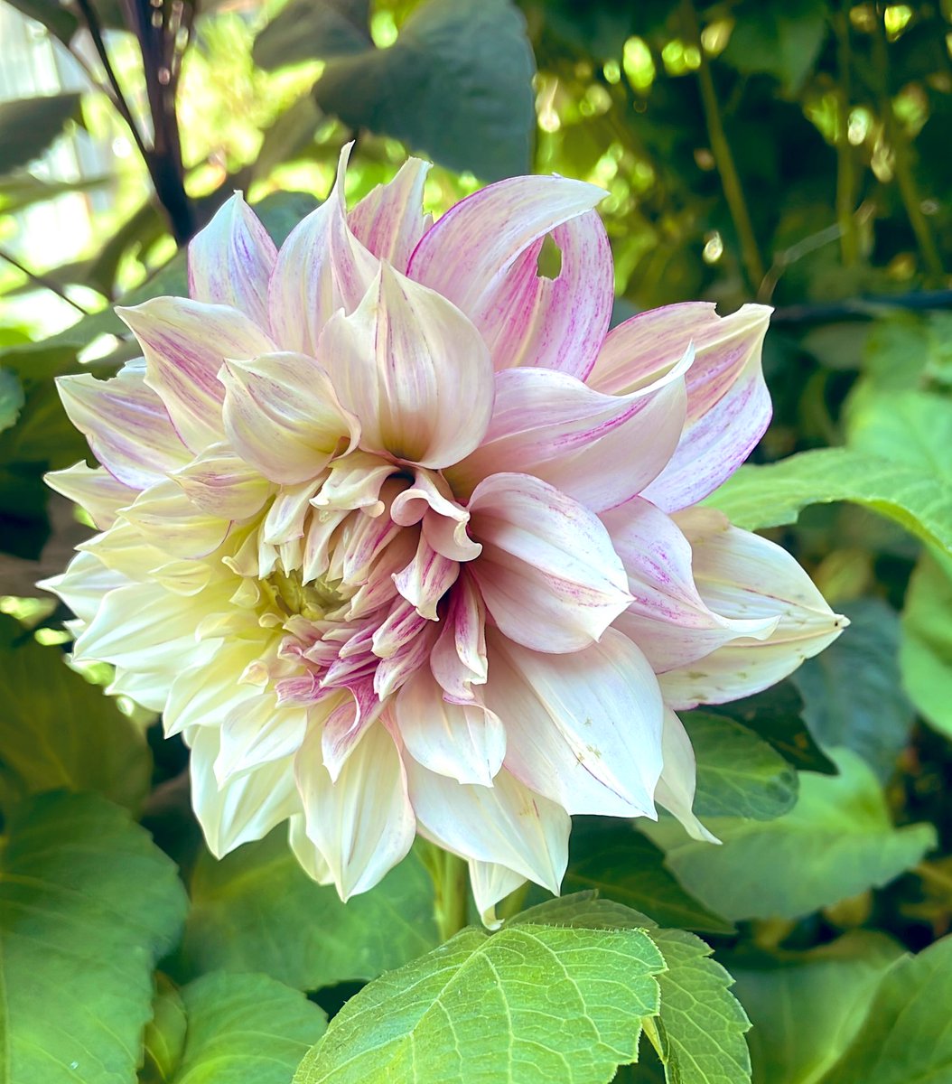 What on earth is this? I didn’t buy any pale pink dahlias, I go for jewel colours. Seems like I’m “suffering” from some dodgy labeling! 
#dahlias #flower #garden #gardening