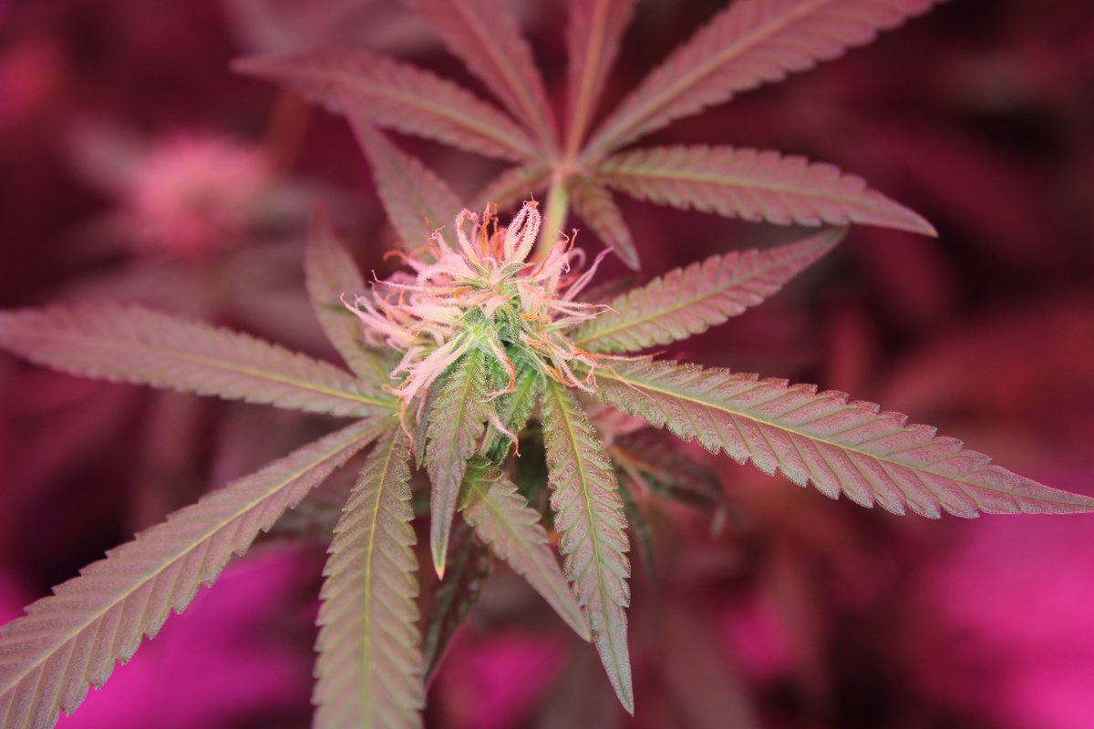 Wild Thailand is a 100% pure sativa landrace strain originating from the Ko Chang archipelago in Thailand

#Cannabis