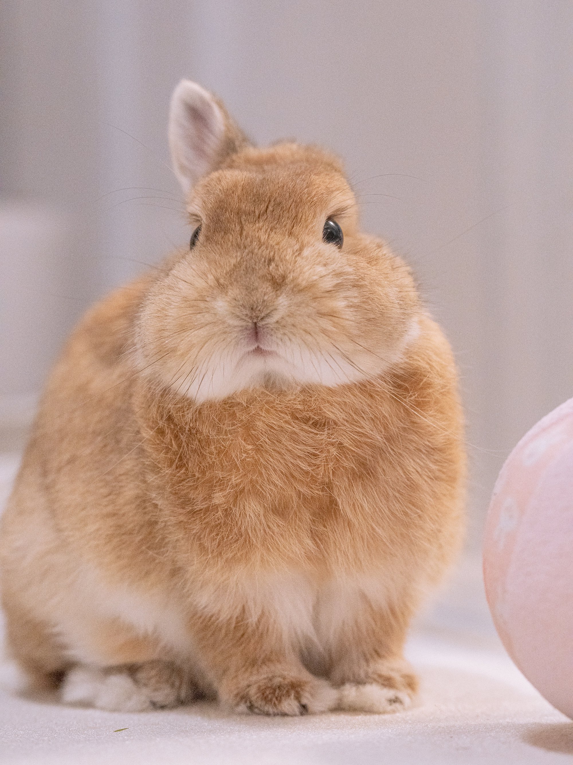 うさぎ♡ うさぎのしっぽ通販は、『うさぎと暮らす 89号』を全国へお届け