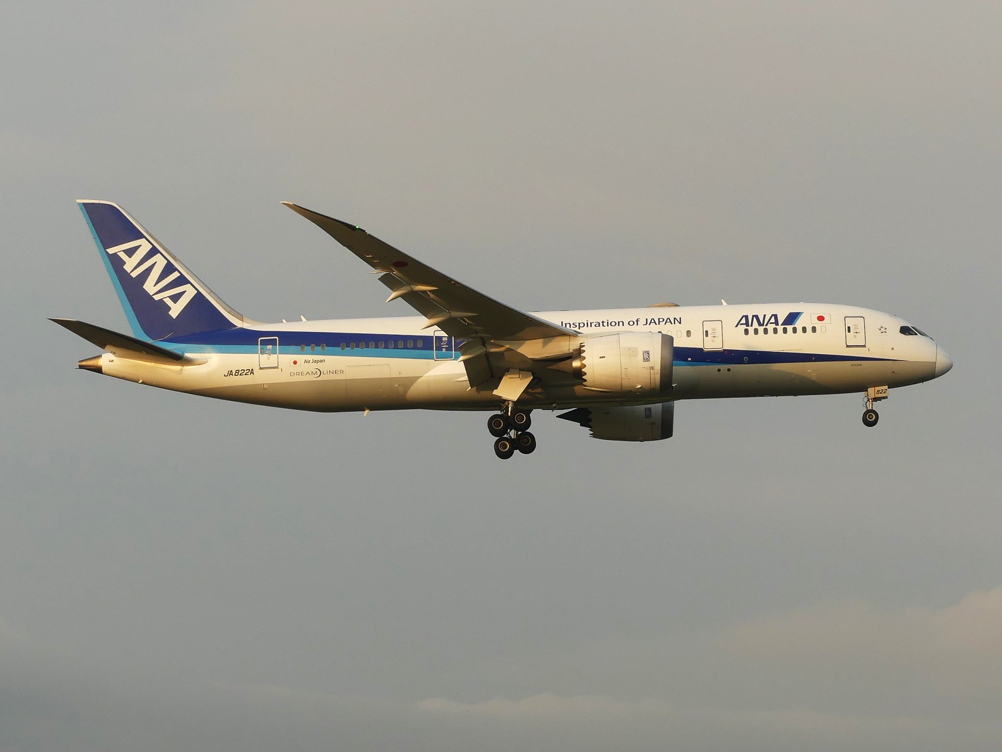 ANA/ Boeing 787 / ドリームライナー 1/150=約47cm Amazon | 童友社 1/144 ボーイング787-8 ANA ドリームライナー