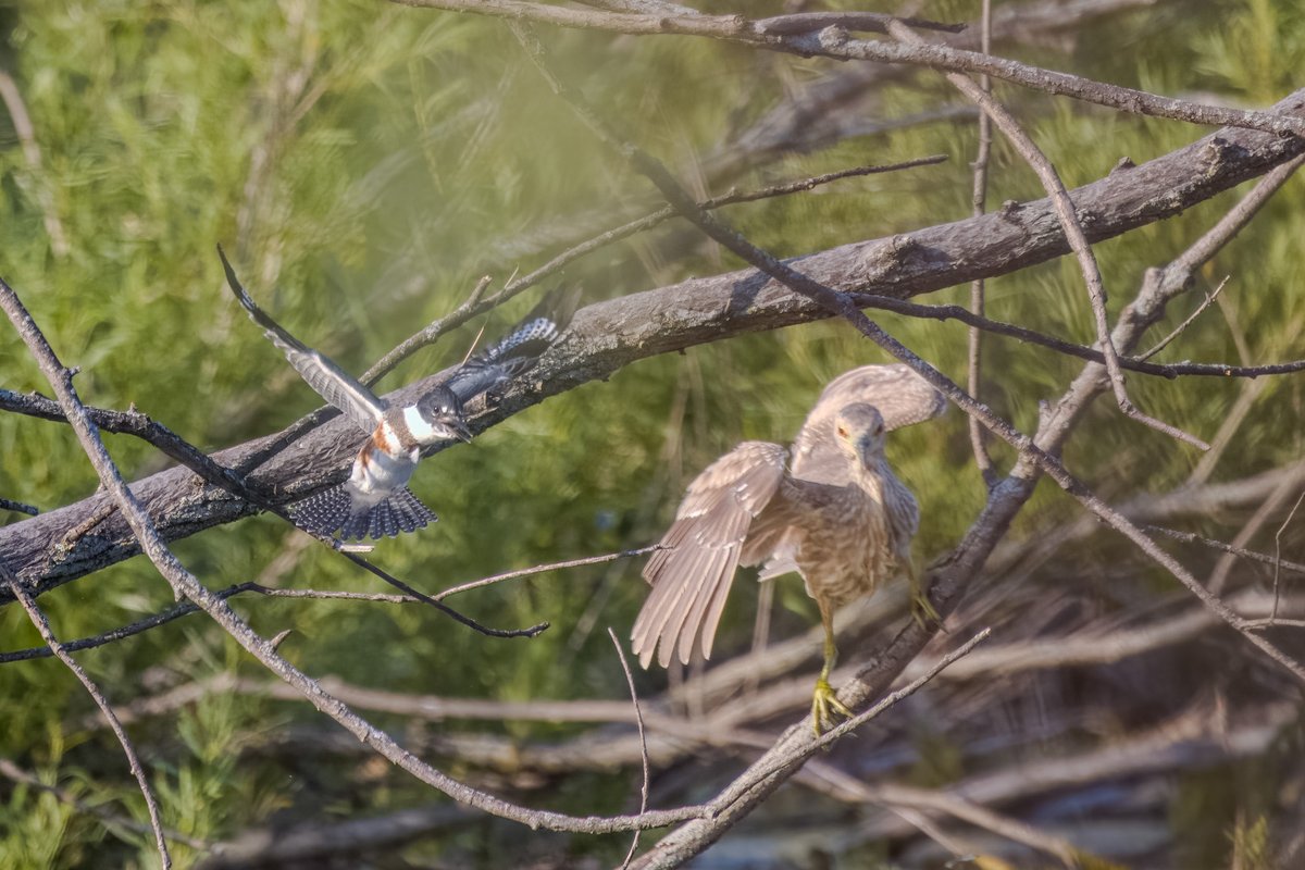 Where the feather lands, the fight stands! #birds #birding #birdsinwild #birdphotography #twitternaturecommunity #Canon #IndiAves #WildlifePhotography #BirdsSeenIn2025