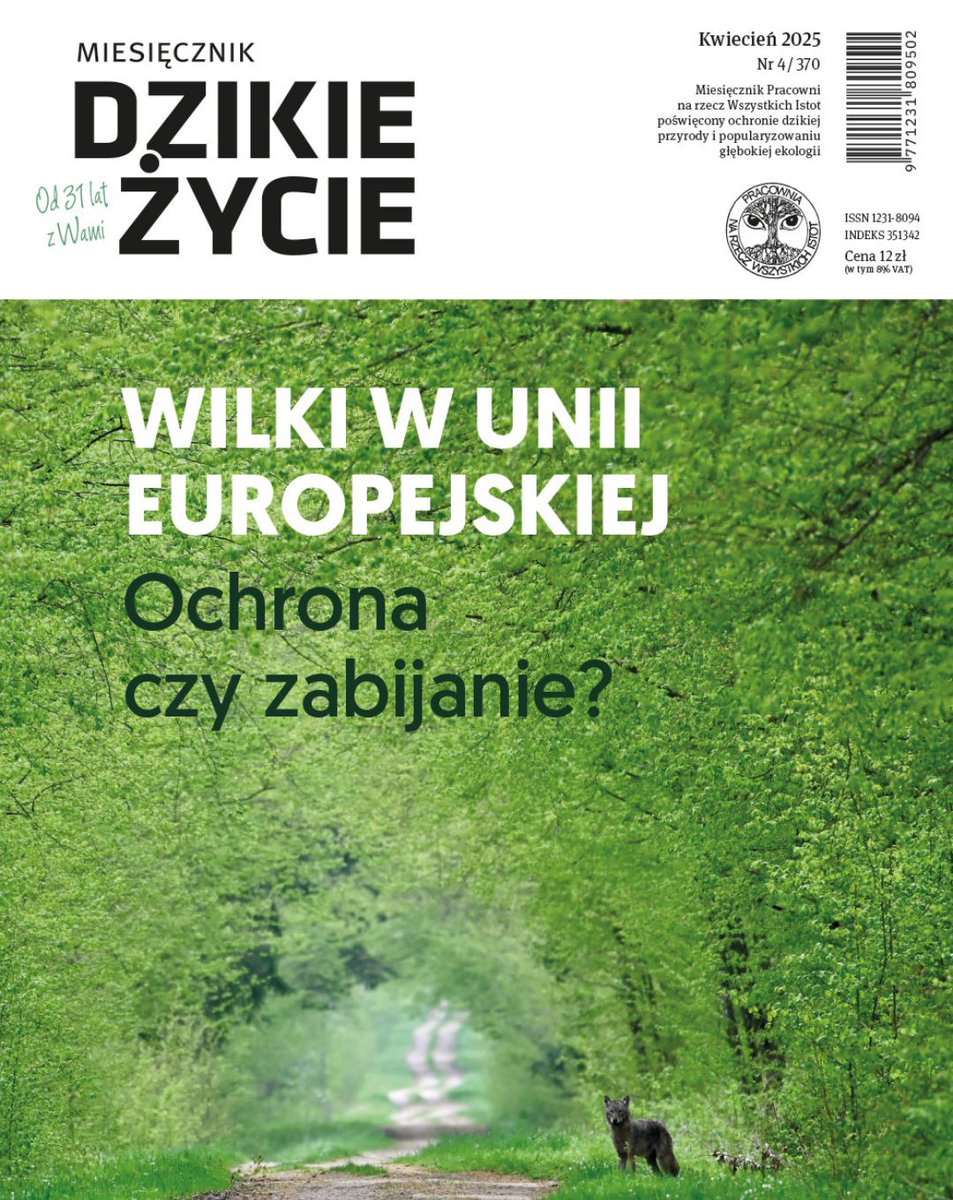 Wszystkie artykuły tego wydania DŻ zostały uwolnione. Tematem numeru są #wilki.
Oto, co jeszcze jest do odkrycia: symbiocen, symbiogeneza, #Odra, bodziszek łąkowy, paprotka zwyczajna, próba odpowiedzi na pytanie czy „gospodarka racjonalna” jest racjonalna? dzikiezycie.pl/archiwum/2025/…