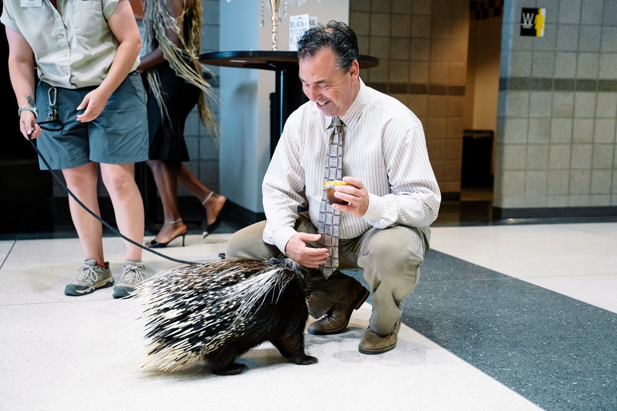 GoShockersVB's tweet image. One of nature&apos;s most unique and mystifying creatures.

Also pictured: a porcupine