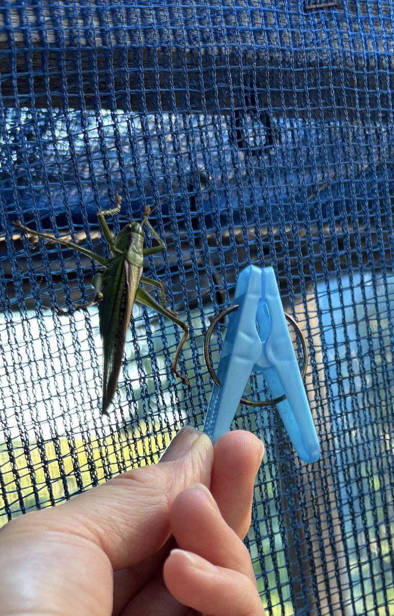 皆様お盆休み夏休みのお出かけイベント楽しまれているようですね♪
私は今朝お洗濯を干そうと外に出たら大きなキリギリスがいて「うわぁ💦」と思わず声を出して驚いてしまいました
でもこれ‥
キリギリスじゃないんだって
ヤブキリっていうらしい‥
昆虫はよくわからん
今日もお疲れ様でございます♪