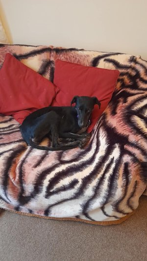 #k9hour 
Lulu 18-24 month old Lurcher, she's a dainty delicate 
girl, quiet and gentle, would like another dog to live 
with to build her confidence, likes a cosy bed, good 
with people and small dogs, wary of large boisterous 
dogs, more info/adopt her from 
<a href="/LurcherSOS/">Lurcher SOS 🐾🐾</a> UK