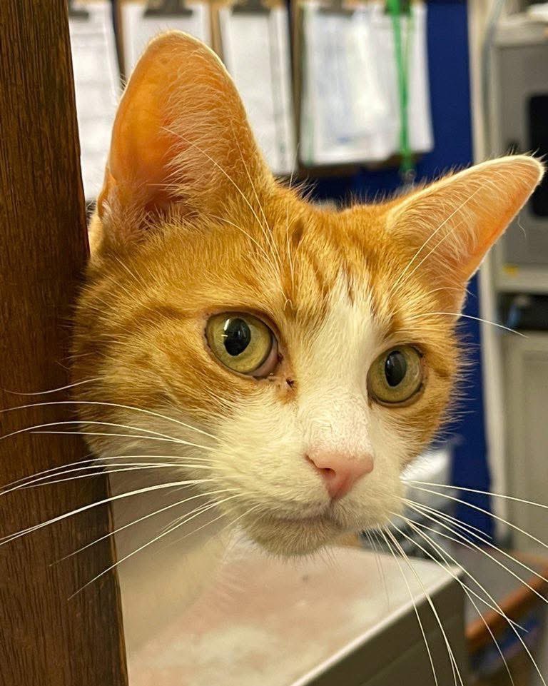 Unattended leftover roast potatoes, chicken and gravy in the kitchen 
Stand clear, hoomans — Deploying emergency taste-testing protocols.

This is not a drill

#cats #cats #Cat #CatsOnTwitter