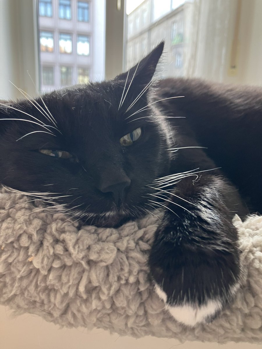 Diego 🌈 & Alice 🐈⬛🐈 (@booklover9851) on Twitter photo Diego forced me and Mum to worship him today cause apparently it’s #BlackCatAppreciationDay 🙄😹
So here’s a pic of my *coughs* not entirely black brofur Diego 💕 Diego forced me and Mum to worship him today cause apparently it’s #BlackCatAppreciationDay 🙄😹
So here’s a pic of my *coughs* not entirely black brofur Diego 💕