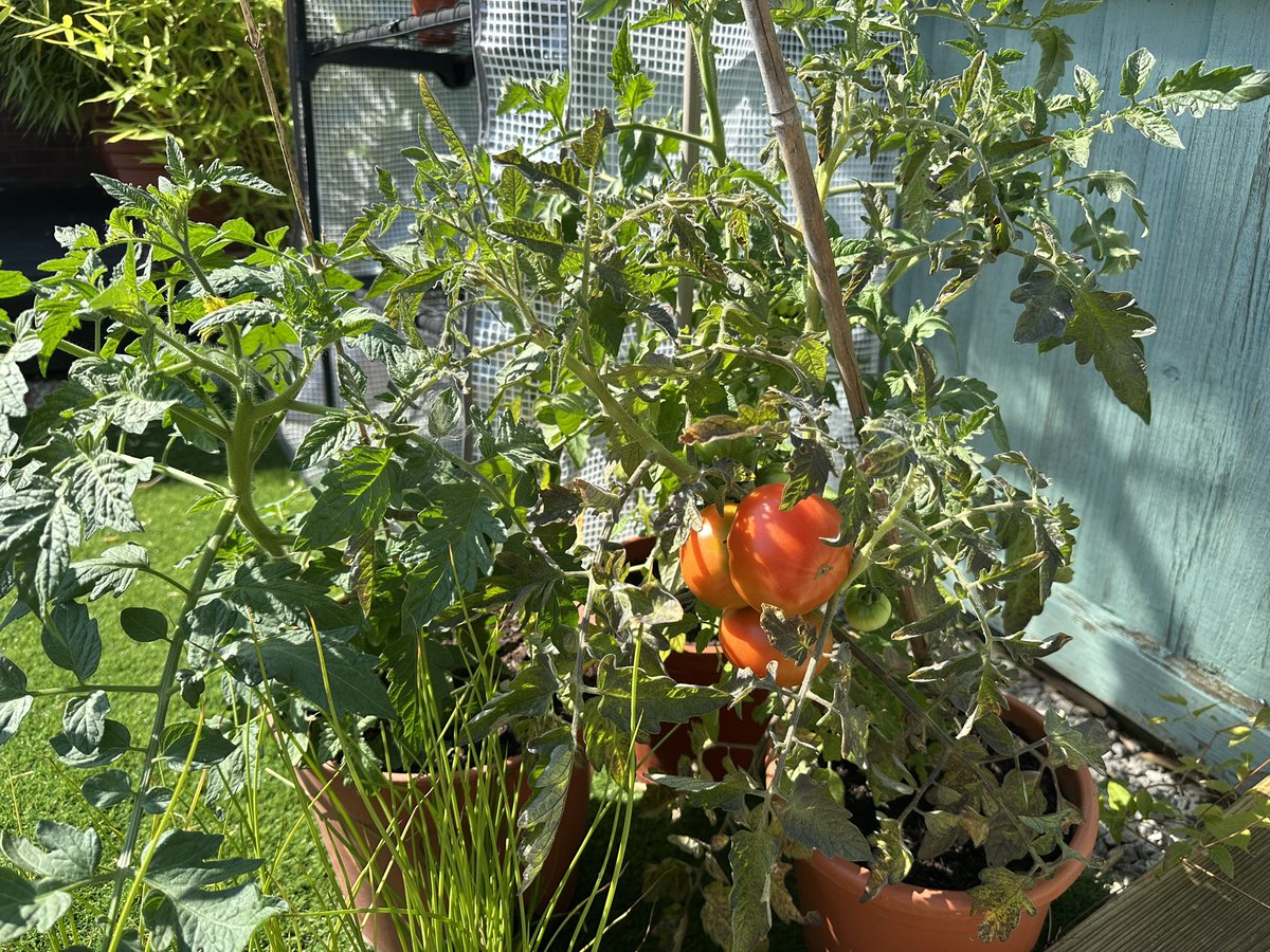 Tomatoes coming on well 😍