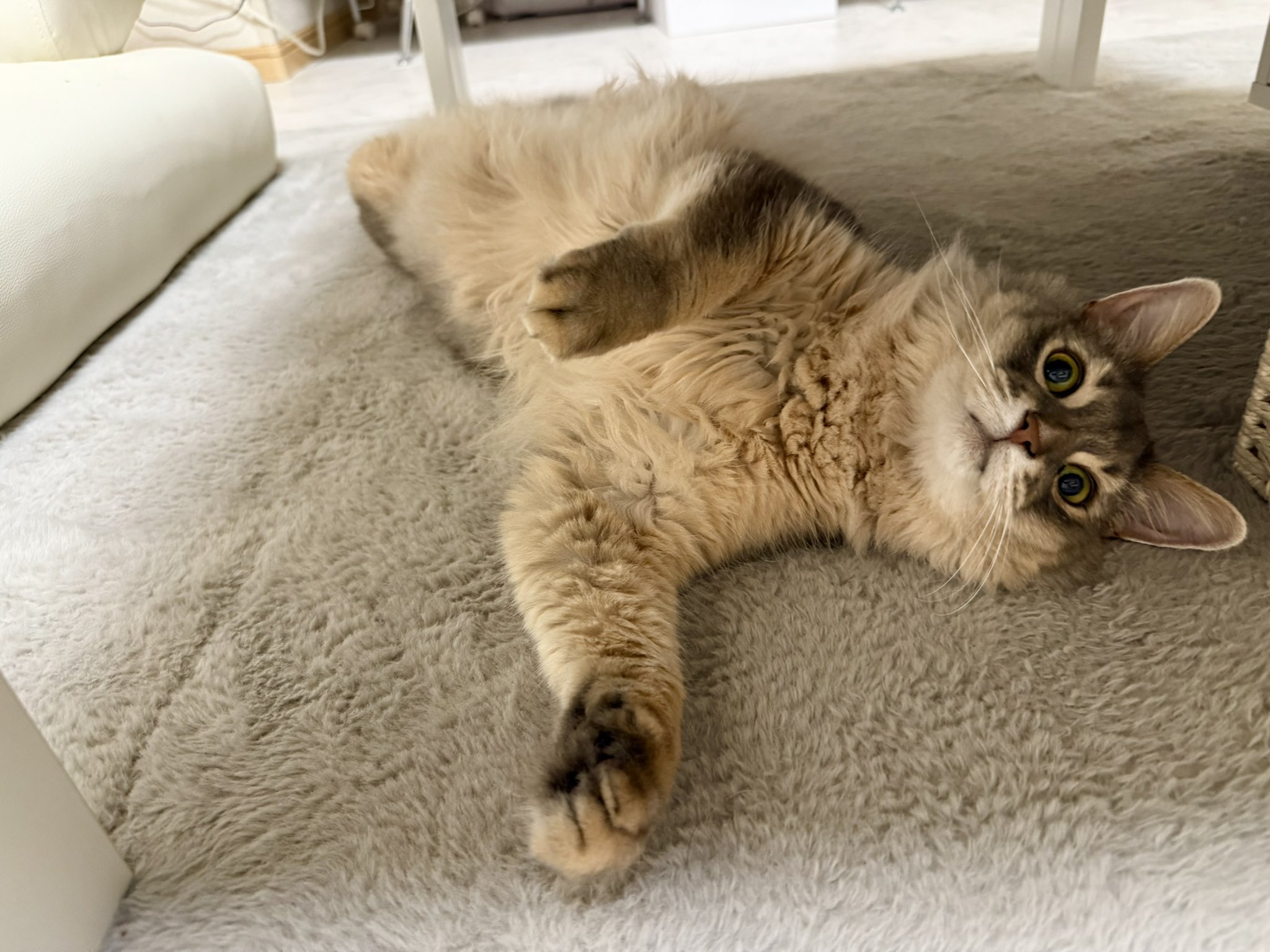 ネコ 楽天市場】猫 壁紙保護シート はがせる 爪とぎ防止 壁紙
