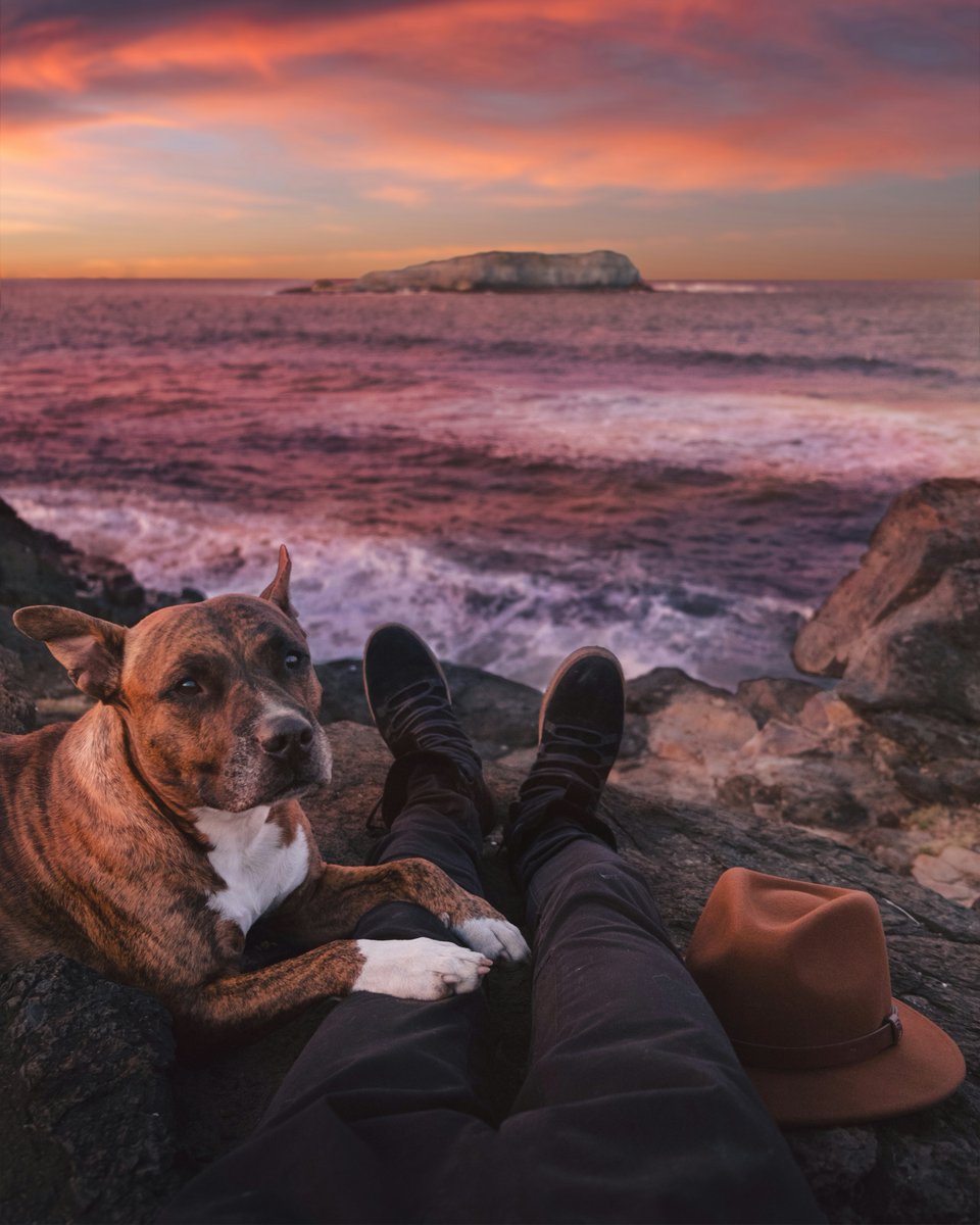 DogsNonstop's tweet image. 