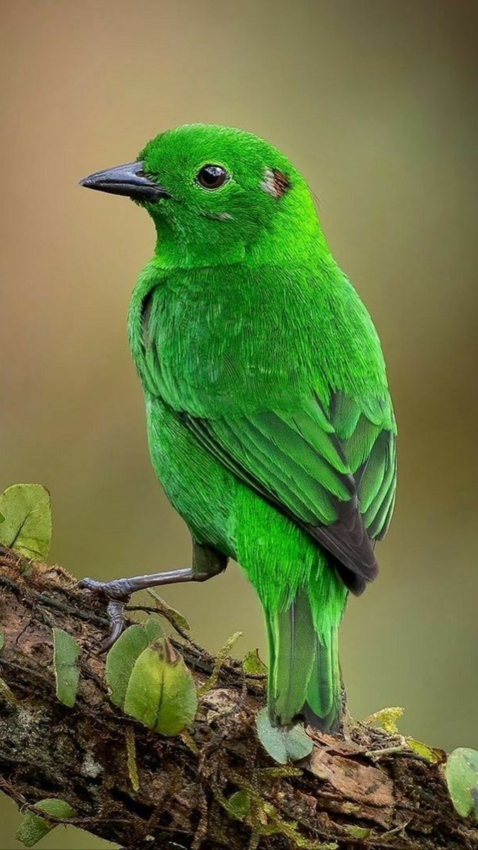 sweet Bird's (@96317abbas) on Twitter photo 