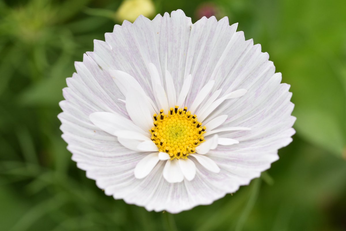 Quote With: your White Flowers