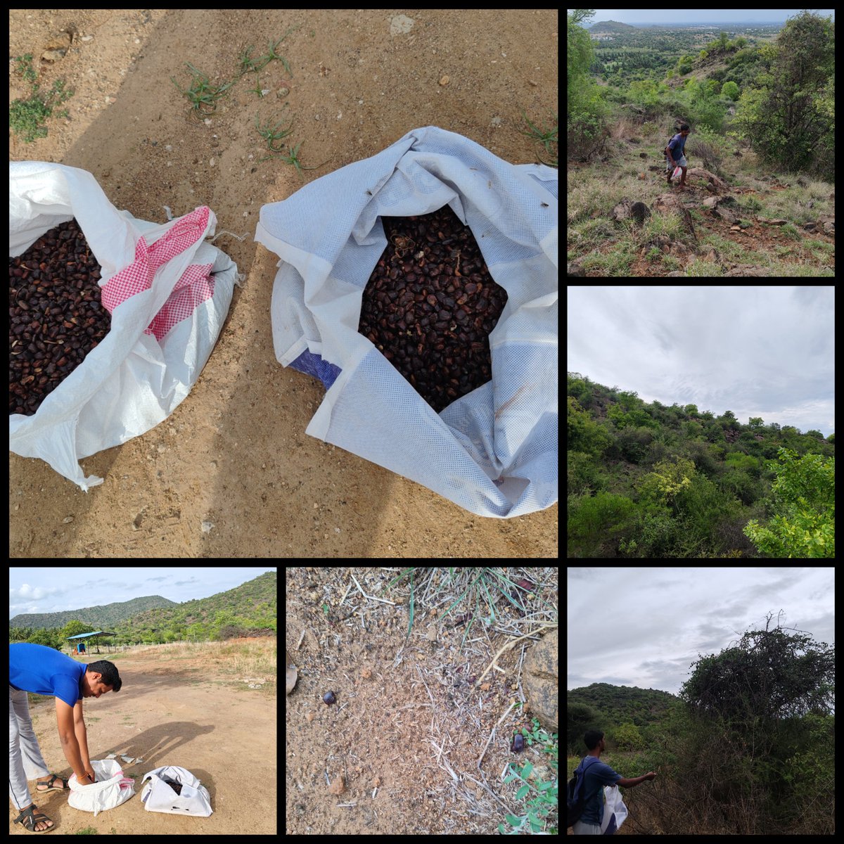 PPPsince2017__'s tweet photo. Day2:
We have sown 7 kg of tamarind seeds today at Saruvamalai hills. 

#pattikadupasumaipattarai
 #Saruvamalai #Tamarind #Seeds https://t.co/UAzFxFIeMl