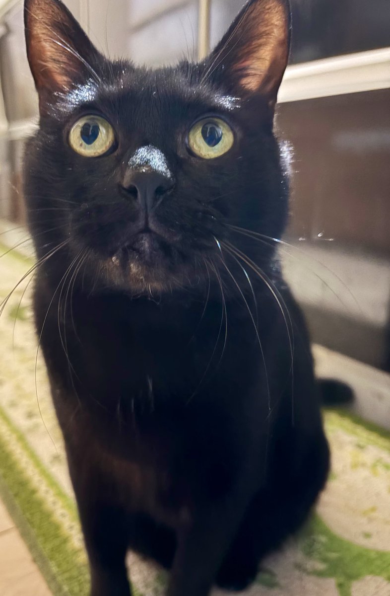 黒猫3 Amazon.co.jp: リアルな動物オブジェを作れる ブロックおもちゃ