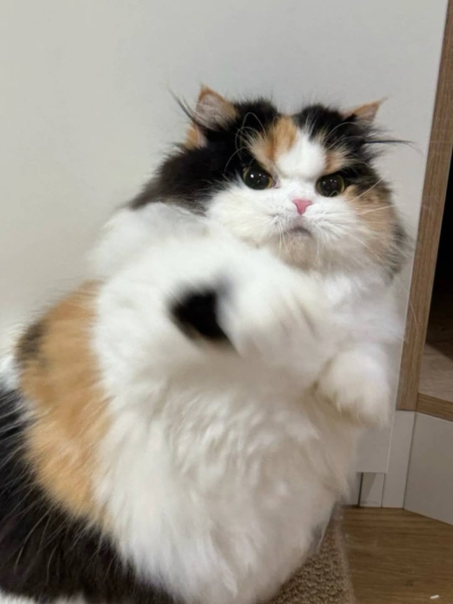 JoyfullCat's tweet photo. Angry 😡 https://t.co/PRCG8n5ZMd
