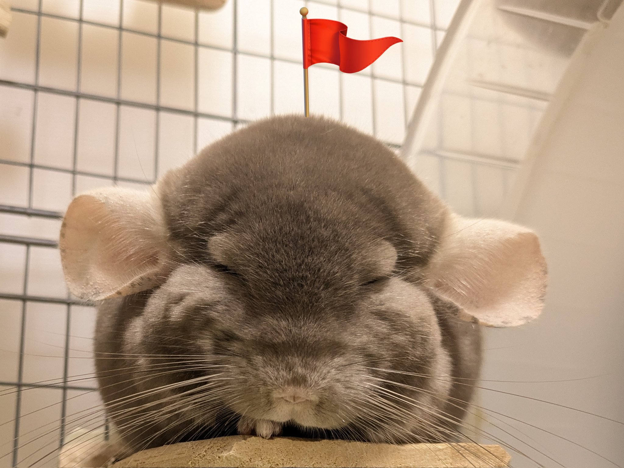 チンチラ様ご確認です。 ザ・チンチラ: テンジクネズミの仲間の生態と飼い方 (ペット