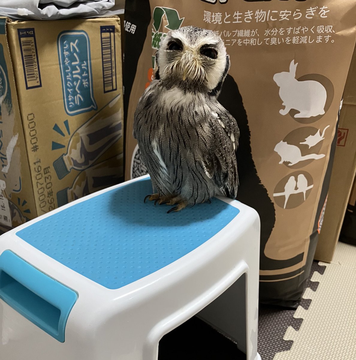 首のくびれ（？）