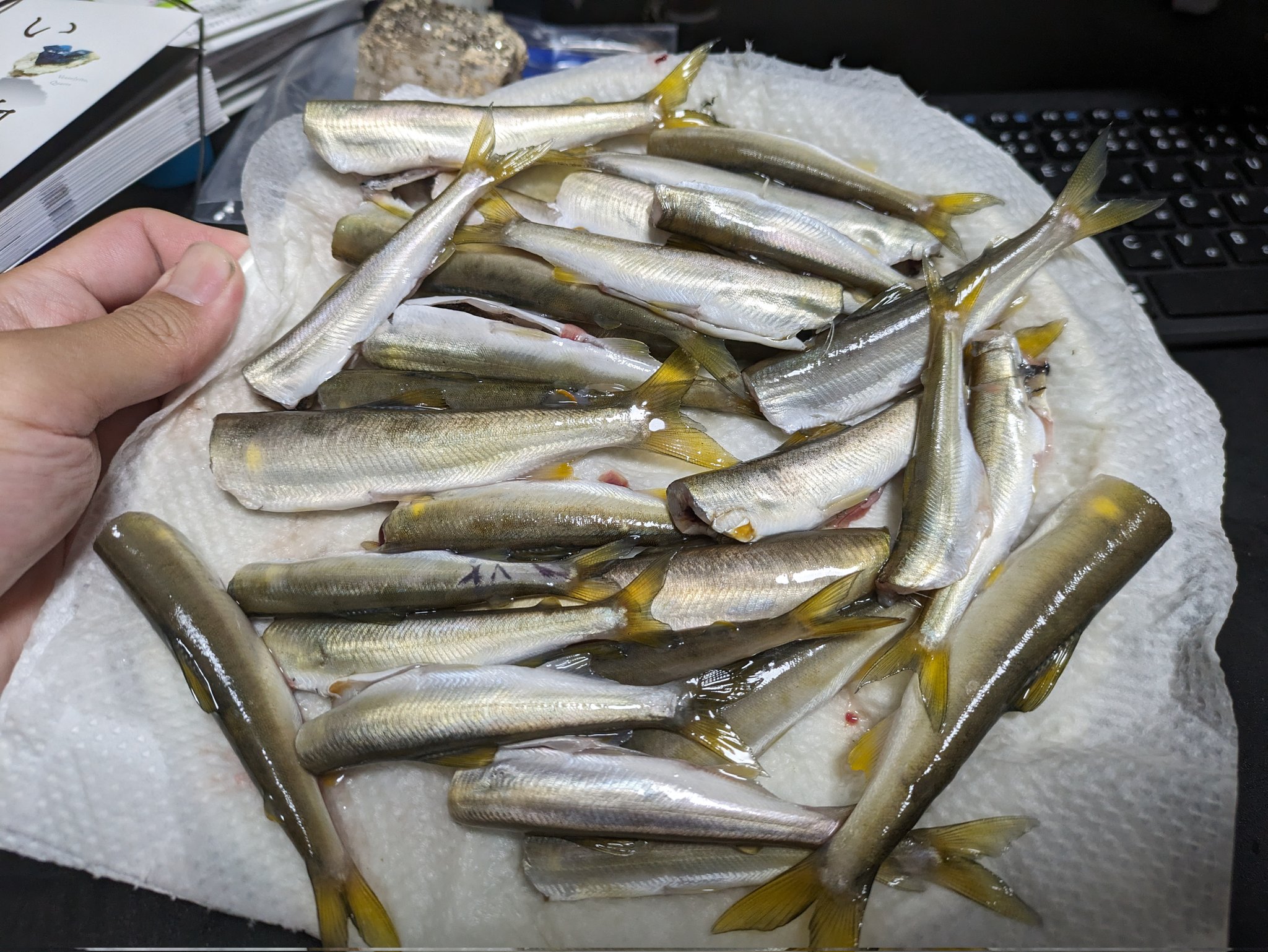 Sugiura【登山・鉱物・魚】 (@b0e36ab4f861483) / X