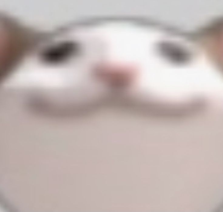 ...ᅟ 𝐅ELINAS ˑ 🐈‍⬛ ; tweet media