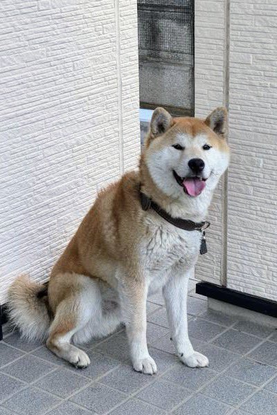 gY2TiUbn6e8e6KL's tweet photo. 🐶🆘【#山梨県迷子犬】🎈
🔷2025.8.17⏰13時台
🔴南アルプス市六科
▶︎御勅使南公園（みだいみなみこうえん）付近で逸走〝ラリィ君♂〟を探しています🐾
🍀ラリィ君発見に皆様のお力をお貸しください🙇‍♂️
#迷子犬 #南アルプス市 #韮崎市
#柴犬迷子 #御勅使南公園
https://t.co/tPcURqti5R https://t.co/aqGvaMXIxu
