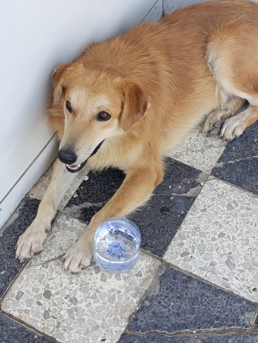 Dogs before and after seeing me