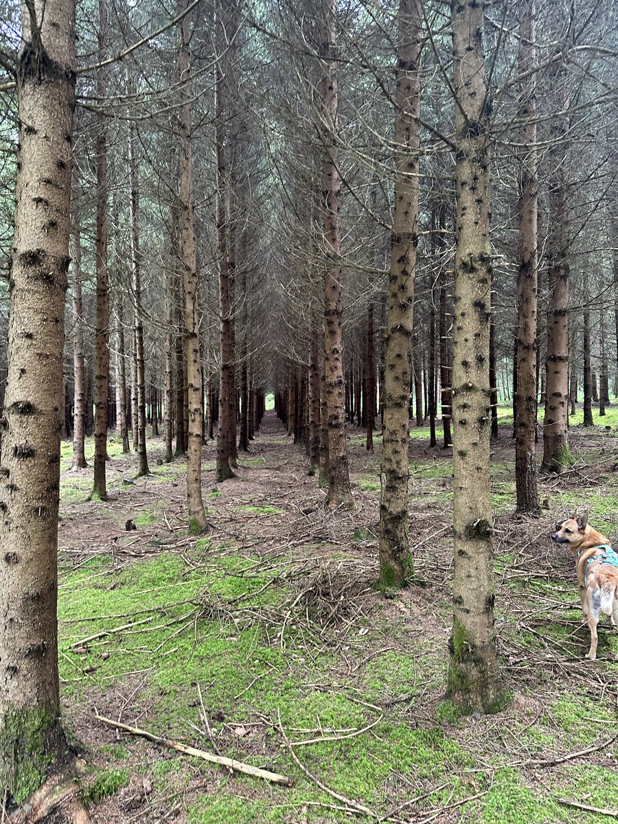 din_alt1's tweet image. В немецком лесу