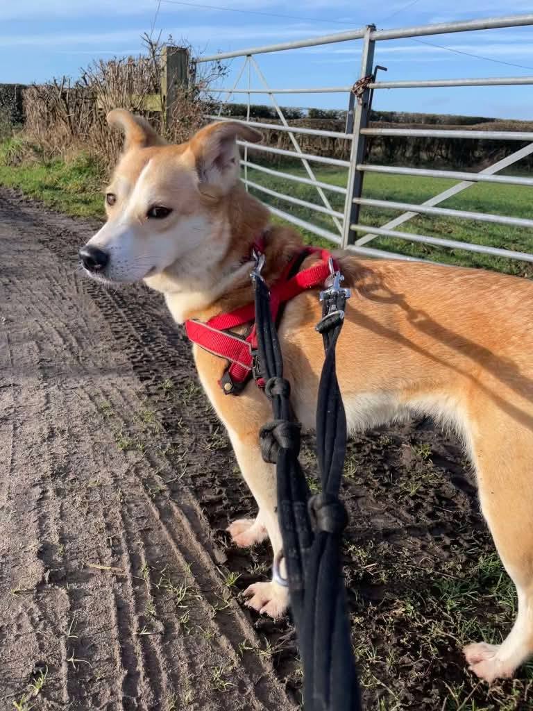 Every day, Honey becomes more and more distant from what she used to be 💔
5 year old Honey could live with another dog after successful meets.
She just needs a nice, quiet home with a patient owner who will allow her to settle 💔

Apply: pawprints2freedom.co.uk/apply