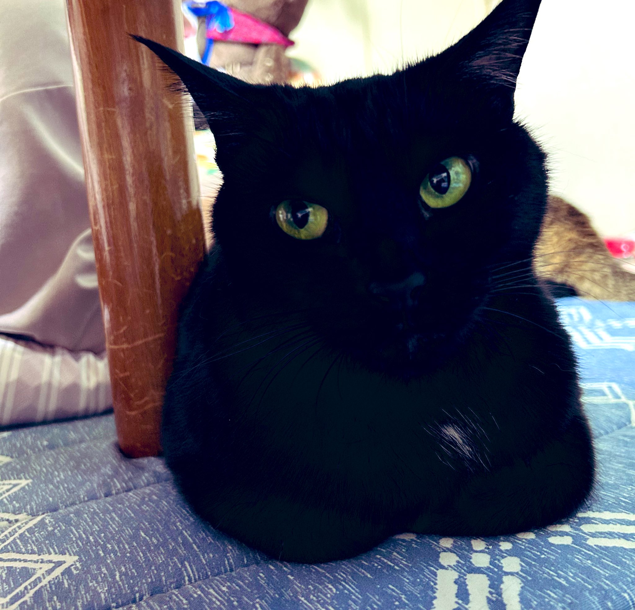 黒猫ちゃん　おめでとう ﾄﾒ on X: 