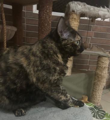 SE BUSCA ‼️‼️‼️

Hola Puede ayudarme publicar, se me extravió mi gatita, Repo de al nombre de Cleo, gatita Carey ojos Verdes, favor contactar al 77468311 se extravió en la noche del 16 de agosto de 2025 en Condominios residencial puerta de Orleans 2 colonia Flor Blanca calle El