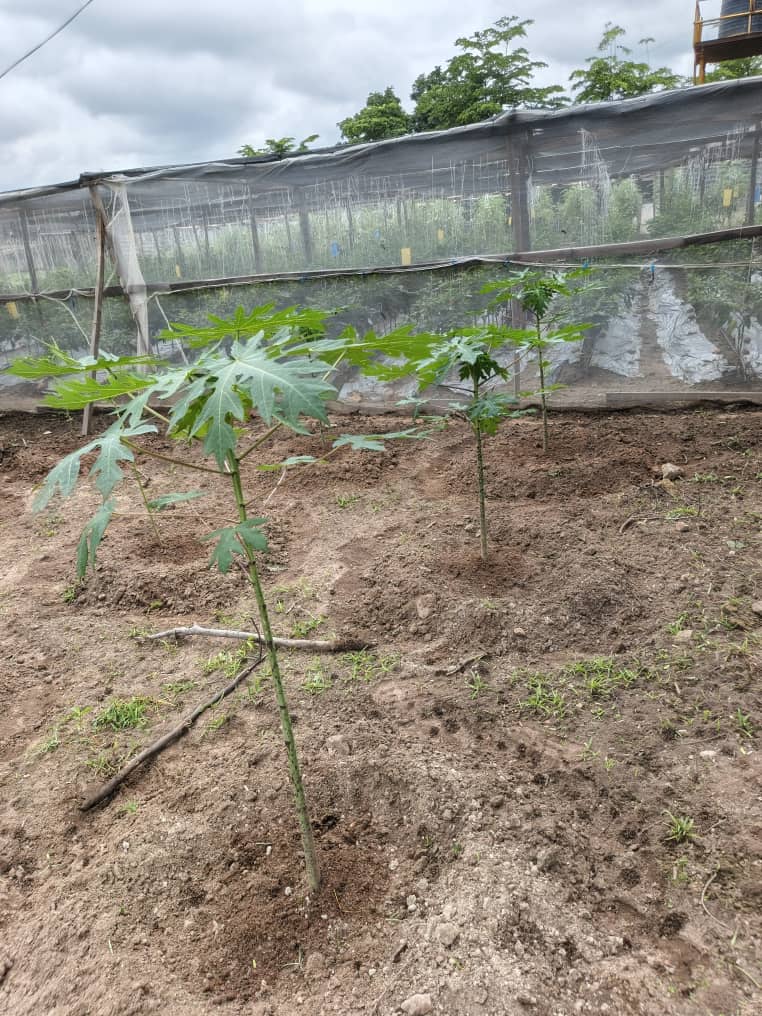 SaaondoV51620's tweet photo. #NFGCSFARMESTATE: To Create a Medium Term Income to help Cover for The Time it Will Take for The Grapevines to Be Ready, We Are Planting Pawpaw!
So Far 100 Pawpaw Have Been Planted and We Will Observe This For 18months before We Go in Fully.
Nigeria Works When Nigeria Farms! https://t.co/JTfGGTi1fV