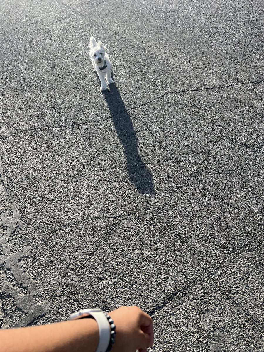_hateryan's tweet photo. A doggy followed me around yesterday https://t.co/TkW4XH4iLo