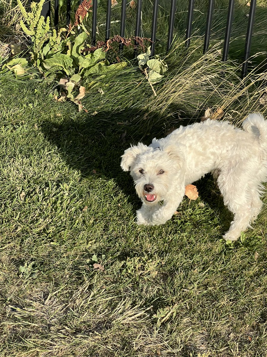 _hateryan's tweet photo. A doggy followed me around yesterday https://t.co/TkW4XH4iLo