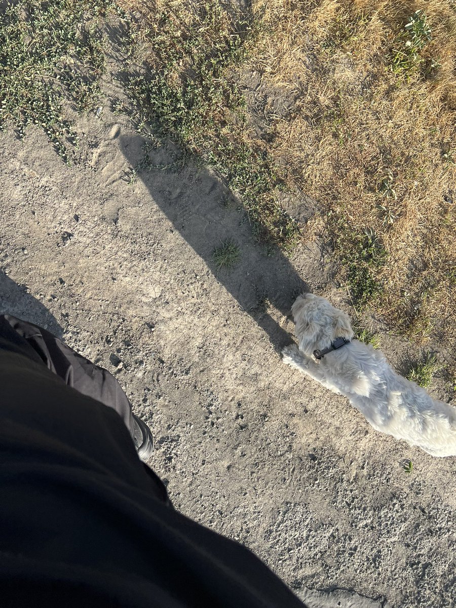 _hateryan's tweet photo. A doggy followed me around yesterday https://t.co/TkW4XH4iLo