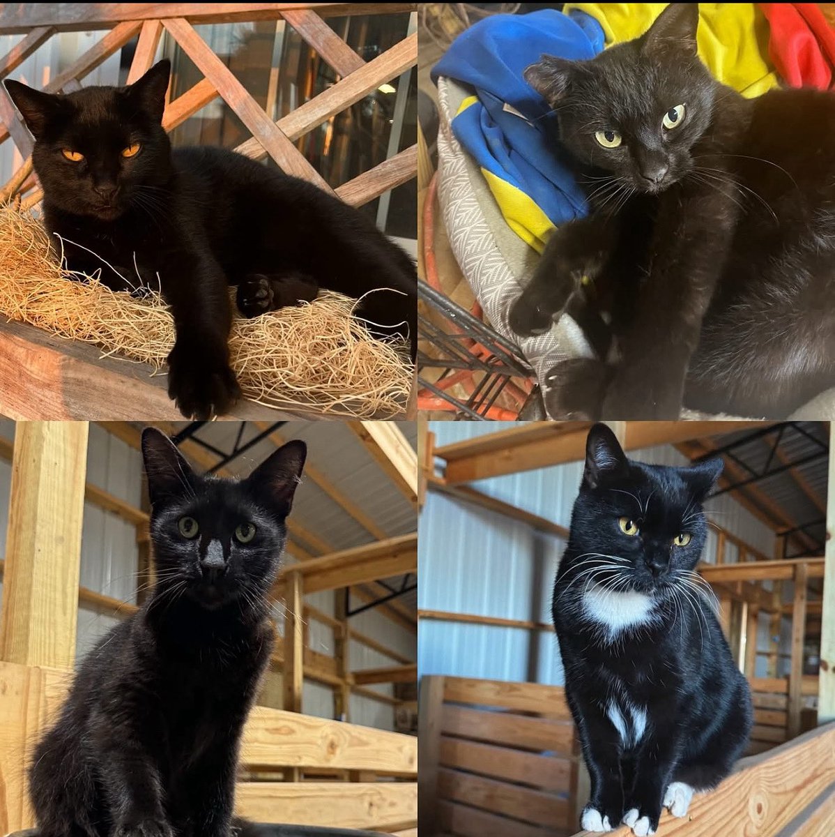 Happy black cat appreciation day-Tucker, Pink, Bramble &amp; Sylvester
