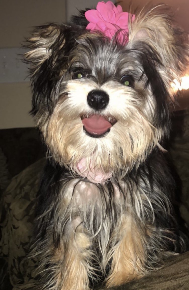 Samantha ❤️🙏💫🇺🇸 (@samanth48487861) on Twitter photo <a href="/justmeagain34/">A Proud Deplorable (2)</a> I miss you Serge. I still have Bella in my heart when she waited for you to get better and you did. God bless you and your family. I see you have Rhea now hope J is okay. Tell your beautiful wife hello from me. Much love BG❤️ <a href="/justmeagain34/">A Proud Deplorable (2)</a> I miss you Serge. I still have Bella in my heart when she waited for you to get better and you did. God bless you and your family. I see you have Rhea now hope J is okay. Tell your beautiful wife hello from me. Much love BG❤️