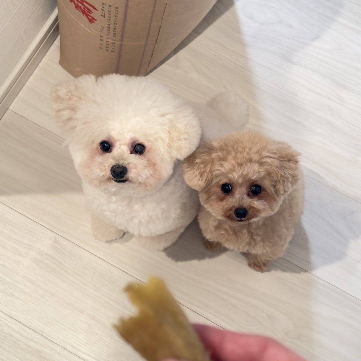 さつまいもが欲しい犬たち