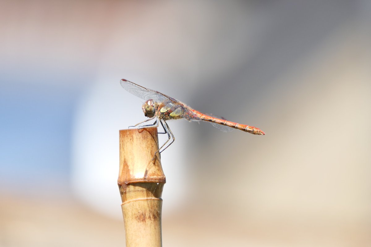 Nesquik1962's tweet photo. Went out to check on a furry friend and then my eyes focused. #Evinrude a new Evinrude for my garden #EastHam I love a #Dragonfly & I think this is a #CommonDarter. I have seen them around lakes but not in my garden. Woo Hoo! @BDSdragonflies https://t.co/HaXU9HZ8z5