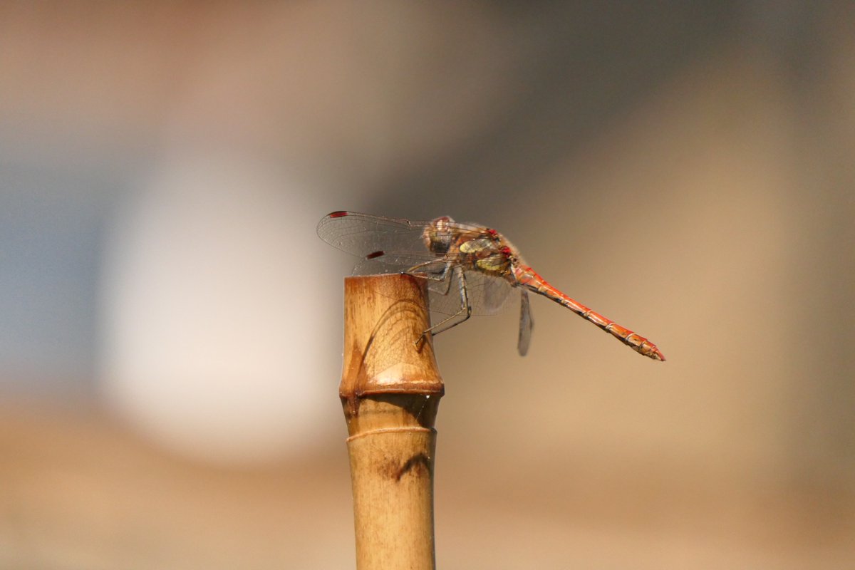 Nesquik1962's tweet photo. Went out to check on a furry friend and then my eyes focused. #Evinrude a new Evinrude for my garden #EastHam I love a #Dragonfly & I think this is a #CommonDarter. I have seen them around lakes but not in my garden. Woo Hoo! @BDSdragonflies https://t.co/HaXU9HZ8z5