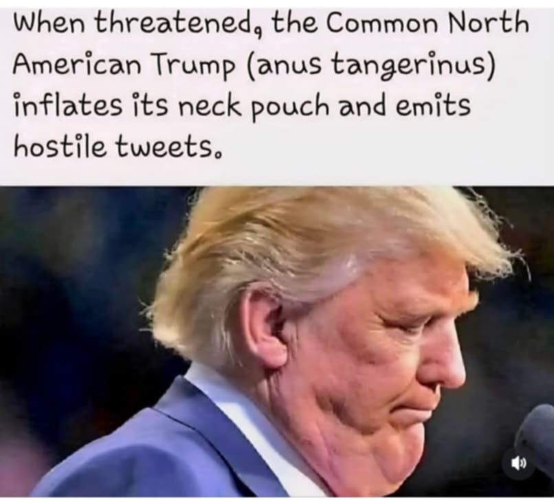 SHADOWLABSTU's tweet image. Rare footage of the Common Trump in defense mode: neck pouch engaged, bullshit pending.
#TrumpTantrum #CheetoInChief #CryBabyInChief