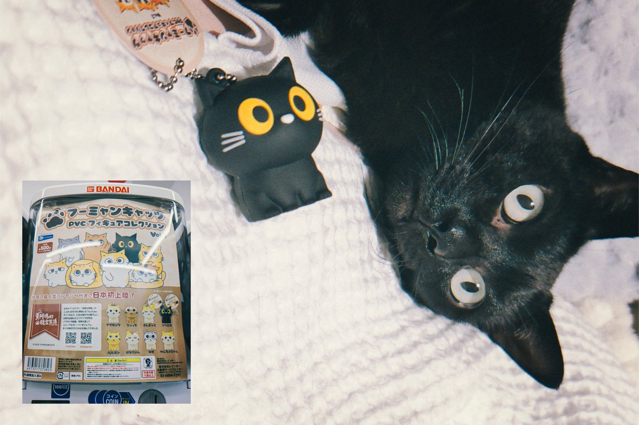 猫ちゃん 61W3VQqYuRL._UF350,350_QL50_.jpg