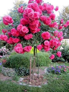 ANADOLU TÜRKÜLERİ SEÇKİSİ

YÖRESEL   BÜTÜN   TÜRKÜLERİMİZ  
ÇOK COK    GÜZEL !!

BUGÜN  KIRŞEHİRDEN
BİR TÜRKÜ  DİNLEDİM !!

 ( BAHÇADA GÜL AĞACI )
          17.08 2025